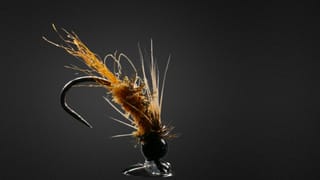 Carrot Nymph