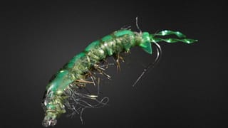 Free Living Caddis
