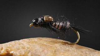 Stonefly Nymph
