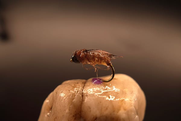 Catgut Caddis