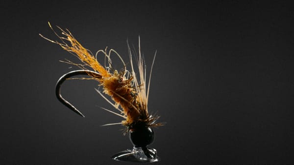 Carrot Nymph